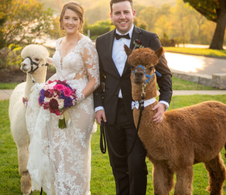 Events With Soul Wedding Kansas City Planner llama