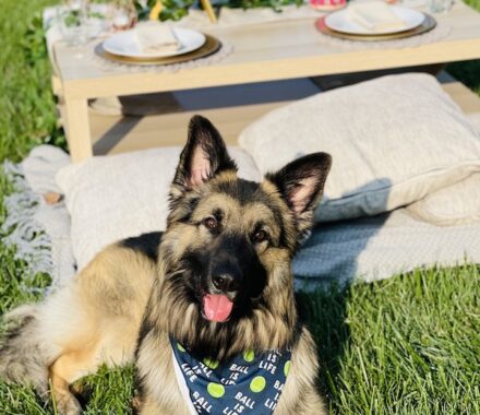 Forks N Chill Intimate Picnics Catering Service Kansas City Wedding WedKC Puppy