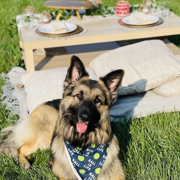 Forks N Chill Intimate Picnics Catering Service Kansas City Wedding WedKC Puppy