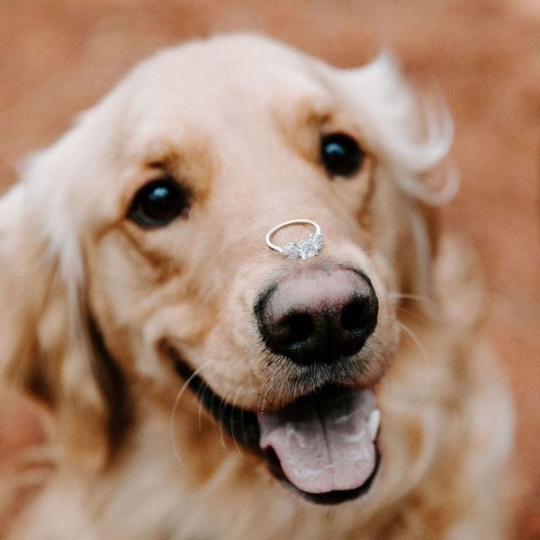 Lauj Co Kansas City Wedding Photography WedKC Dog Ring