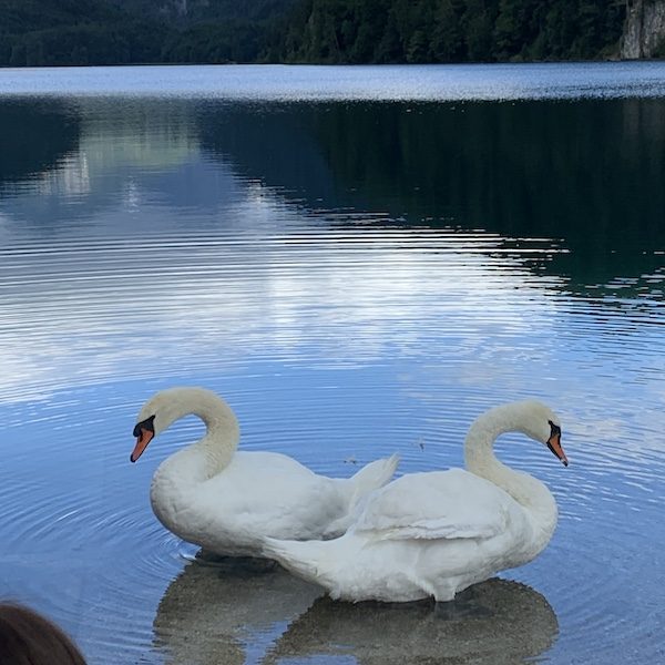 Videre Travel Kansas City Honeymoon Specialist Destination Wedding WedKC Geese